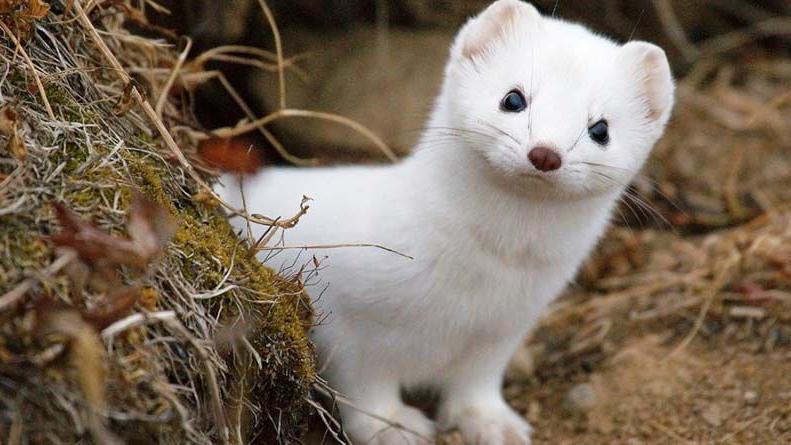 Coronavirus found in mink on Taylor County ranch; first documented case in state's $227M industry